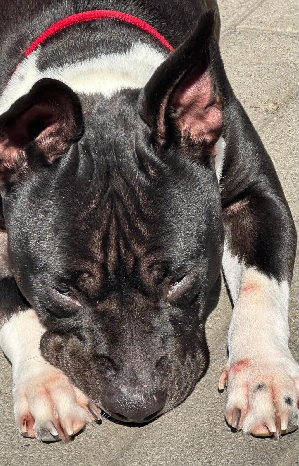 ZARA PIT CERCA CASA  Foto 2